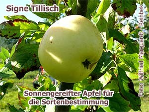 SigneTillisch6 SigneTillisch6