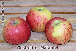 Gestreifter-Matapfel