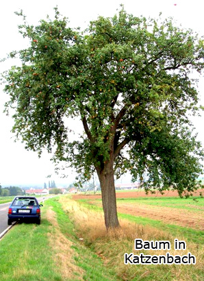 Baum-Offenbacher_Rote Baum-Offenbacher_Rote