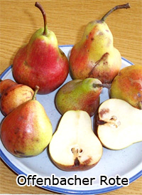 Frucht-Offenbacher_Rote Frucht-Offenbacher_Rote