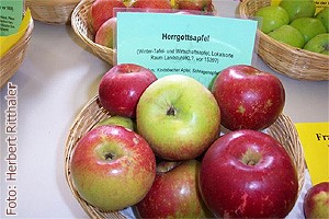 Herrgottsapfel31 Herrgottsapfel31