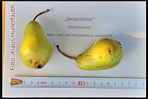 Seitersbirne25 Seitersbirne25