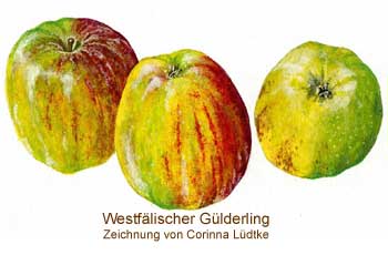 WestfaelischerGuelderling12