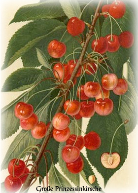Grosse-Prinzessinkirsche Grosse-Prinzessinkirsche