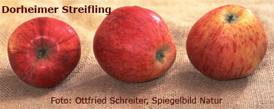 Dorheimer-Streifling