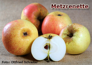 Metzrenette