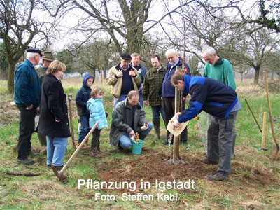 Pflanzung in Igstadt Pflanzung in Igstadt