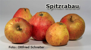 Spitzrabau